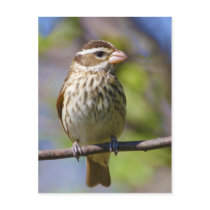 Rose Breasted Grosbeak Pheucticus Ludovicianus Postcards