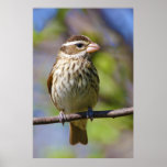 Rose Breasted Grosbeak Pheucticus Ludovicianus posters