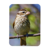 Rose Breasted Grosbeak Pheucticus Ludovicianus Flexible Magnets