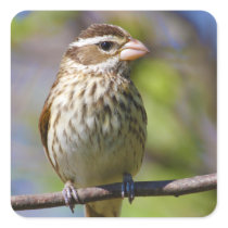 Rose Breasted Grosbeak Pheucticus Ludovicianus Square Sticker