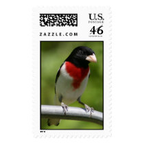 Rose-breasted grosbeak postage stamp