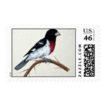 Rose-breasted grosbeak postage