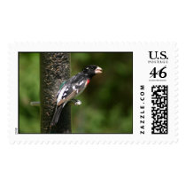 Rose-breasted grosbeak postage stamps