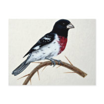 Rose-breasted grosbeak postcards