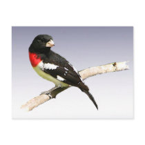 Rose-breasted Grosbeak Post Card