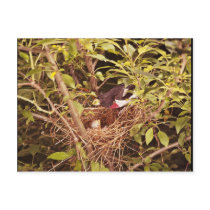 Rose-Breasted Grosbeak Postcards