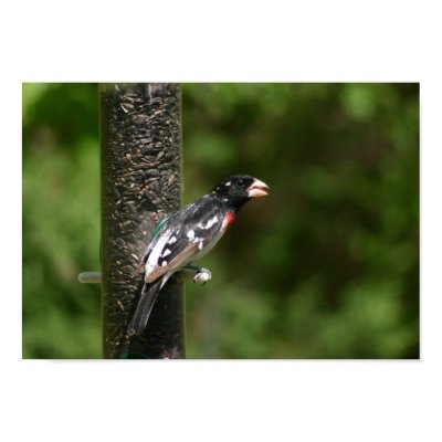 rose-breasted grosbeak  poster by amwesley