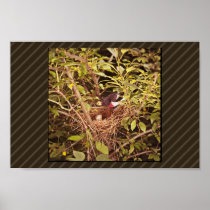 Rose-Breasted Grosbeak Print