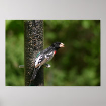 rose-breasted grosbeak  poster