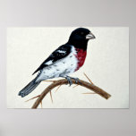 Rose-breasted grosbeak posters