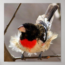 Rose-breasted Grosbeak Print