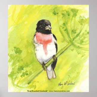 Rose Breasted Grosbeak-song bird Poster /Art Print print