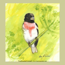Rose Breasted Grosbeak-song bird Poster /Art Print posters