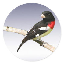Rose-breasted Grosbeak Round Stickers