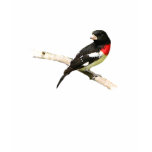 Rose-breasted Grosbeak t-shirts