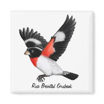 Rose Breasted Grosbeak Wild Bird Magnet