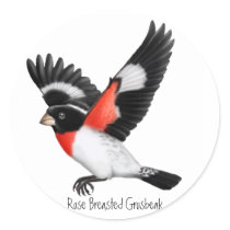 Rose Breasted Grosbeak Wild Bird Sticker