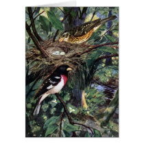 Rose-Breasted Grosbeaks and Their Nest of Eggs Greeting Card