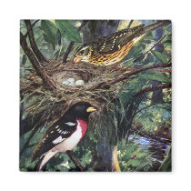 Rose-Breasted Grosbeaks and Their Nest of Eggs Refrigerator Magnets