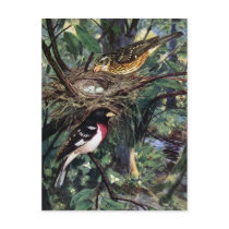 Rose-Breasted Grosbeaks and Their Nest of Eggs Post Cards