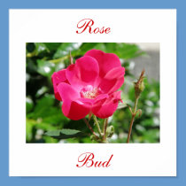 Rose Bud posters