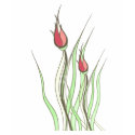 Rose Buds t-shirts