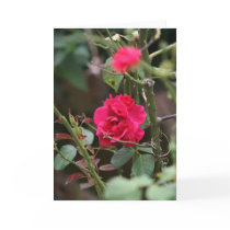 Rose bush card
