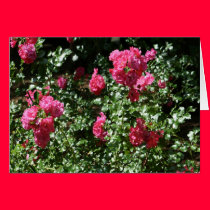Rose Bush cards
