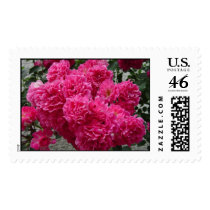 Rose Bush postage by Anniesue1 Rose Bush postage