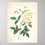 Rose by Pierre-Joseph Redoute posters
