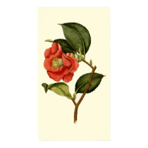 Rose Camellia posters