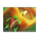 Rose Candle Glow Post Card