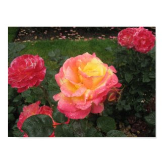 Rose Canvas Print print