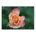 Rose cards by kneimeier Rose cards