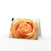 Rose cards by wyndryder4 Rose cards