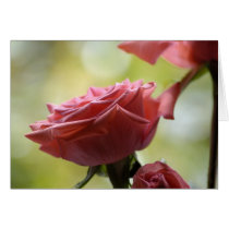 Rose cards