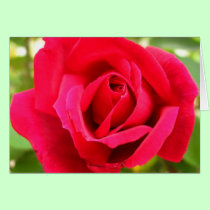 Rose cards by life4paws Rose cards