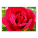 Rose cards by life4paws Rose cards