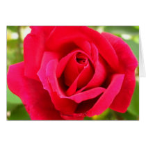 Rose cards