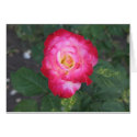 Rose cards by DonnaGrayson_Photos Rose cards