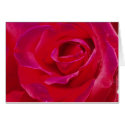 Rose Card