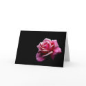 Rose cards by iiiyaaa Rose cards