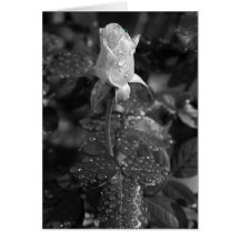 Rose Cards