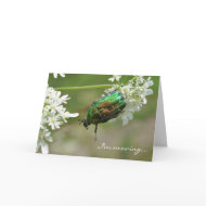 Rose chafer, I'm moving... card card