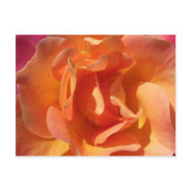 Rose Close Up Notes Card postcards
