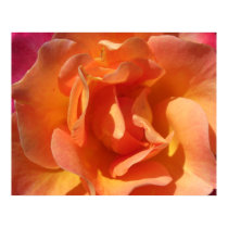 Rose Close Up posters by wingedturtle Rose Close Up posters