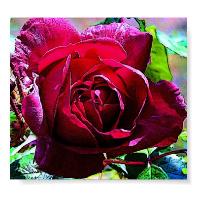 Rose Closeup Print by Blacknight