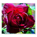 Rose Closeup posters by Blacknight Rose Closeup posters