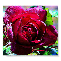 Rose Closeup posters by Blacknight Rose Closeup posters