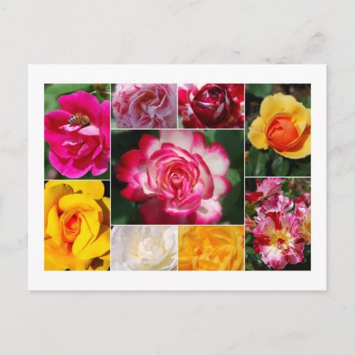 Rose Collage Postcard postcard
